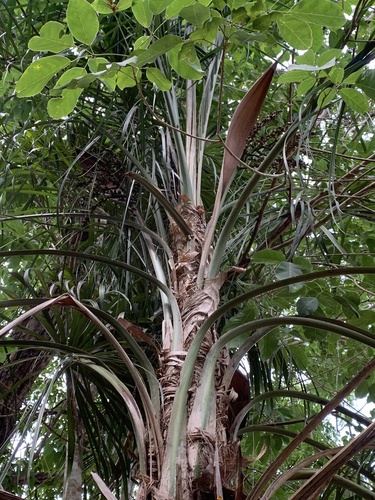 Palmeira Piririma
