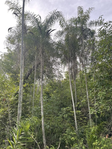 Palmeira Piririma