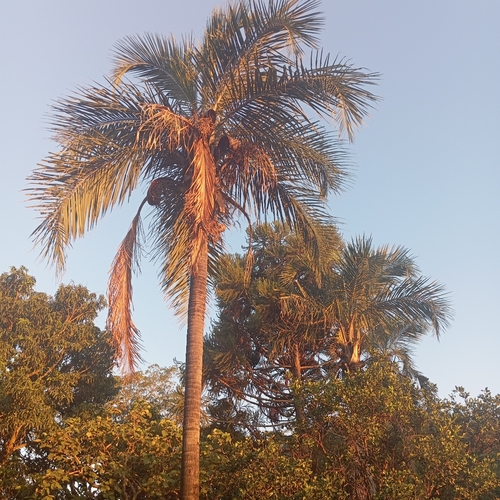 Palmeira Guariroba (Guariroba do Cerrado)
