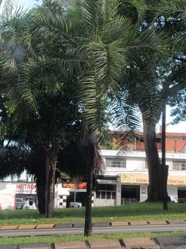 Palmeira Guariroba (Guariroba do Cerrado)
