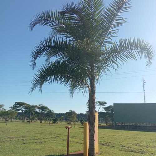 Palmeira Guariroba (Guariroba do Cerrado)