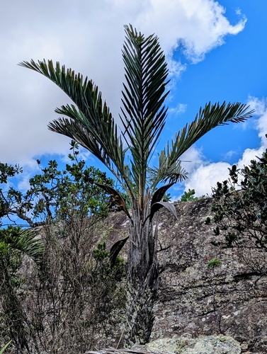 Palmeira Catolé