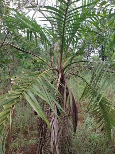 Palmeira Catolé