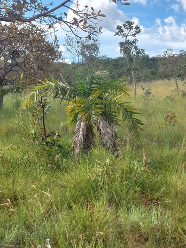 Palmeira Catolé