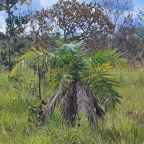 Palmeira Catolé