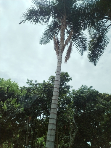 Palmeira Sancona Colombiana