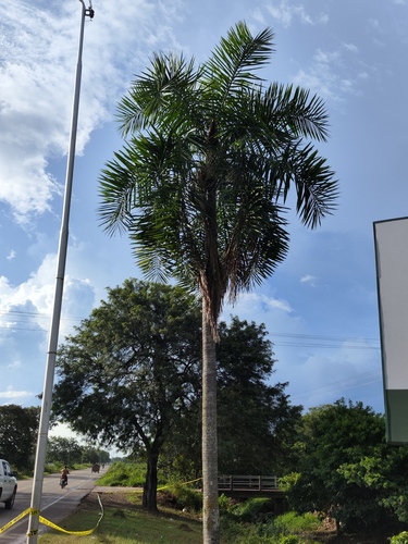 Palmeira Sancona Colombiana