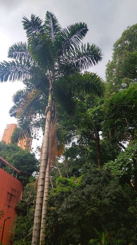 Palmeira Sancona Colombiana
