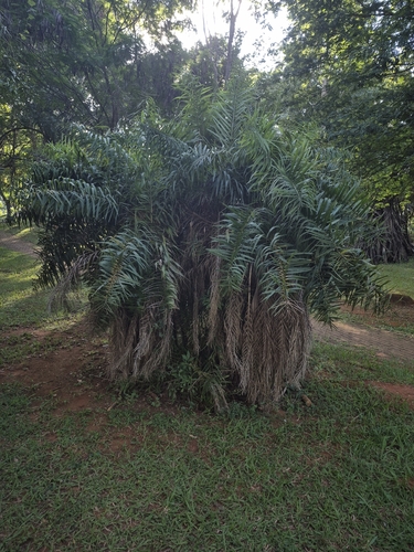 Acumã do Cerrado (Syagrus)
