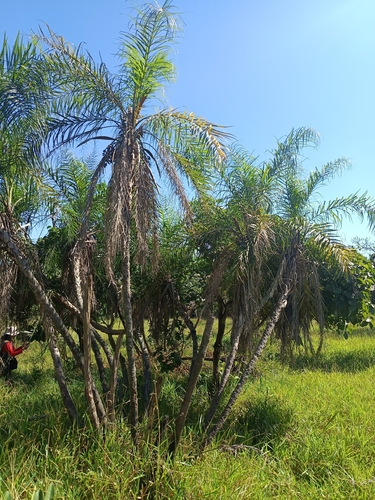 Acumã do Cerrado (Syagrus)