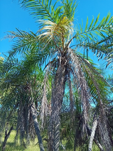 Acumã do Cerrado (Syagrus)