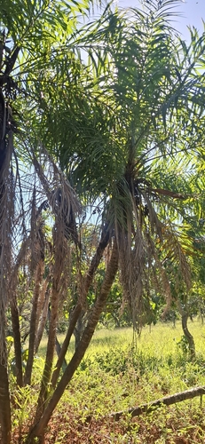 Acumã do Cerrado (Syagrus)
