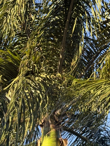 Palmeira Duwi Exótica