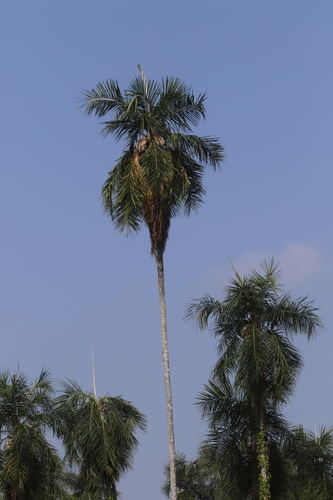 Palmeira de Cabelo do Pará