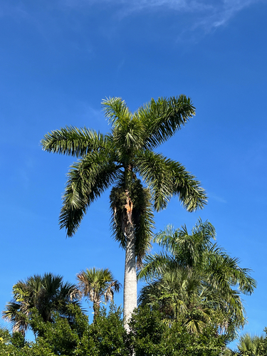 Palmeira Imperial de Cuba