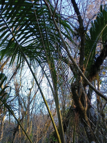 Palmeira Imperial de Cuba