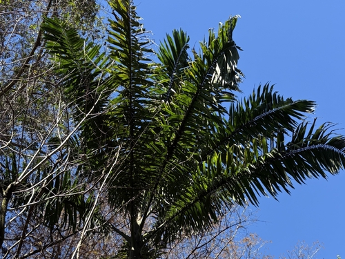 Palmeira Imperial de Cuba