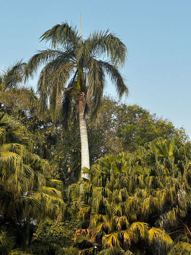 Palmeira Imperial de Cuba