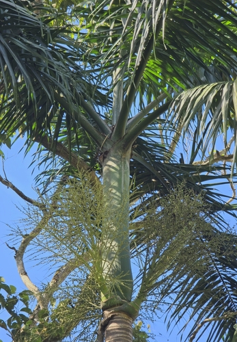 Palmeira Imperial da Jamaica