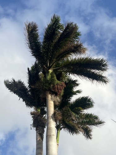 Palmeira Imperial da Jamaica