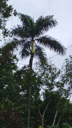 Palmeira Imperial da Jamaica