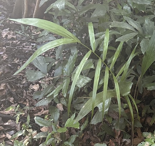 Palmeira Imperial de Porto Rico