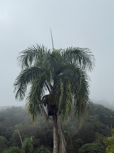 Palmeira Imperial de Porto Rico