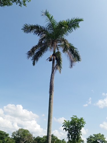 Palmeira Imperial dunlapiana