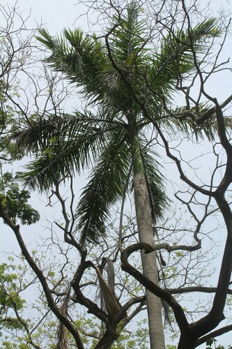 Palmeira Imperial dunlapiana