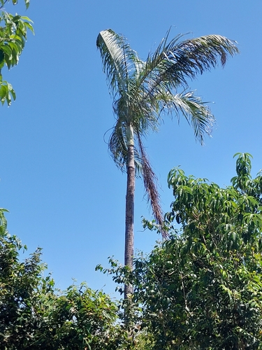 Palmeira Areca de Madagascar