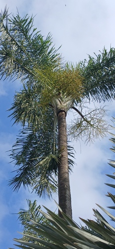 Palmeira Areca de Madagascar