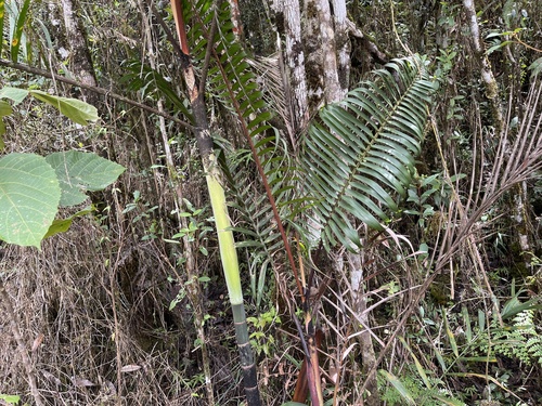 Palmeira Areca de Sugar