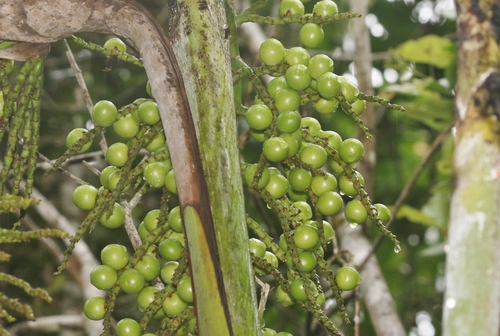 Palmeira Areca de Sugar