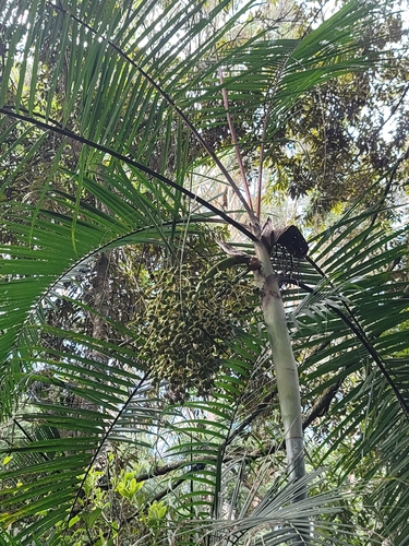 Palmeira Areca de Sugar