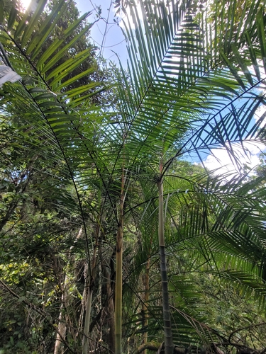 Palmeira Areca de Sugar