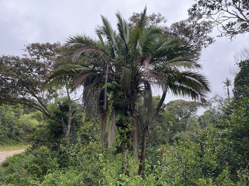Palmeira Fibrosa de Madagascar