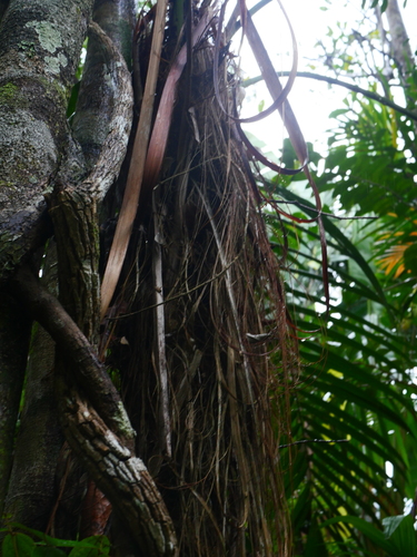 Palmeira Fibrosa de Madagascar