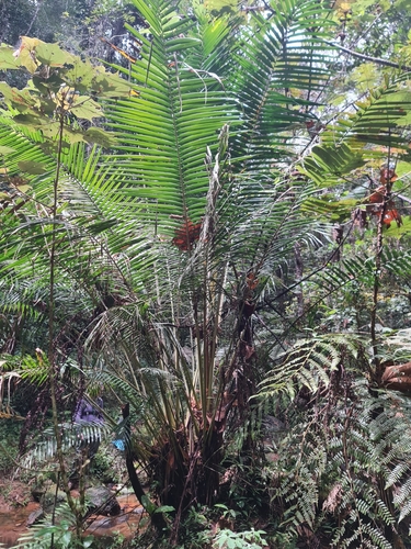 Palmeira Fibrosa de Madagascar