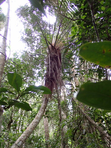 Palmeira Fibrosa de Madagascar