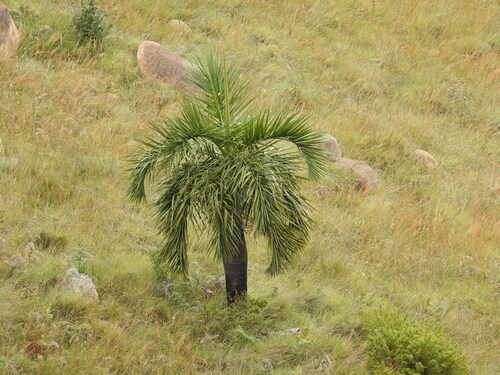 Palmeira Decipiens Rara