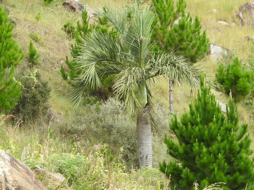 Palmeira Decipiens Rara