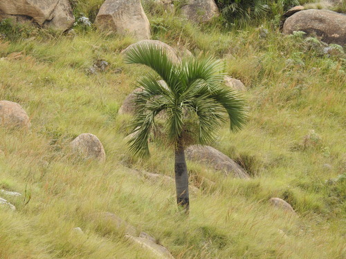Palmeira Decipiens Rara