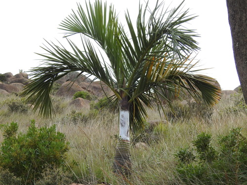 Palmeira Decipiens Rara