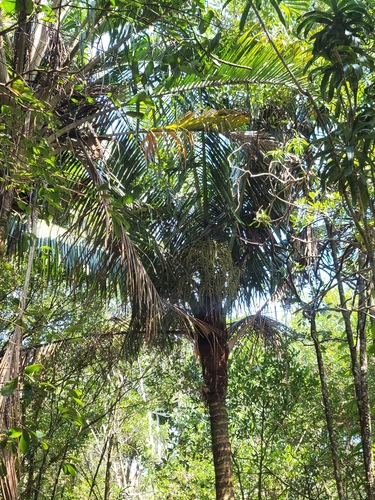 Palmeira de Pescoço Vermelho