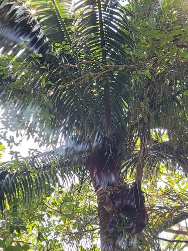 Palmeira de Pescoço Vermelho