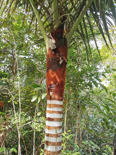 Palmeira de Pescoço Vermelho