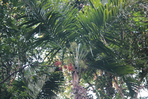 Palmeira Pemba Elegante