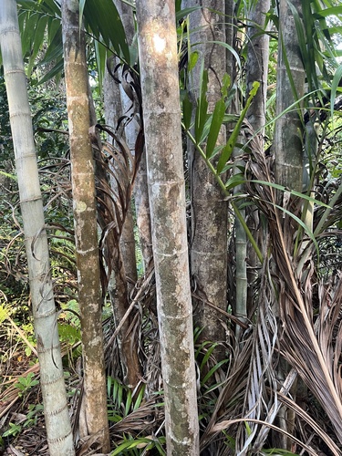 Palmeira Pemba Elegante