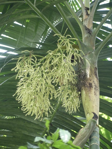 Palmeira Pemba Elegante