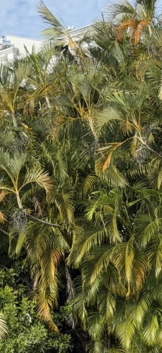 Dypsis de Florence Rara
